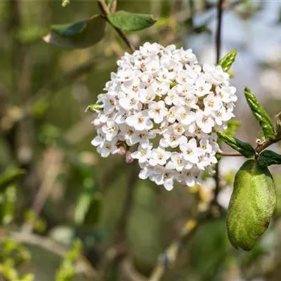 Container 70 - 80 - Schneeball - Viburnum burkwoodii (x)