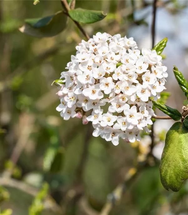 Viburnum burkwoodii (x)