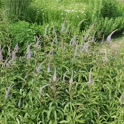 Topfgrösse 1 Liter - Virginischer Ehrenpreis - Veronicastrum virginicum