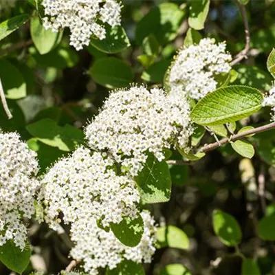 Container 70 - 80 - Wolliger Schneeball - Viburnum lantana