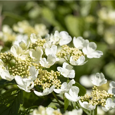 Container 60 - 70 - Japanischer Schneeball - Viburnum plicatum 'Mariesii'