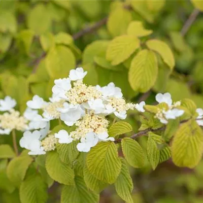 Container 50 - 60 - Japanischer Schneeball - Viburnum plicatum 'Watanabe'