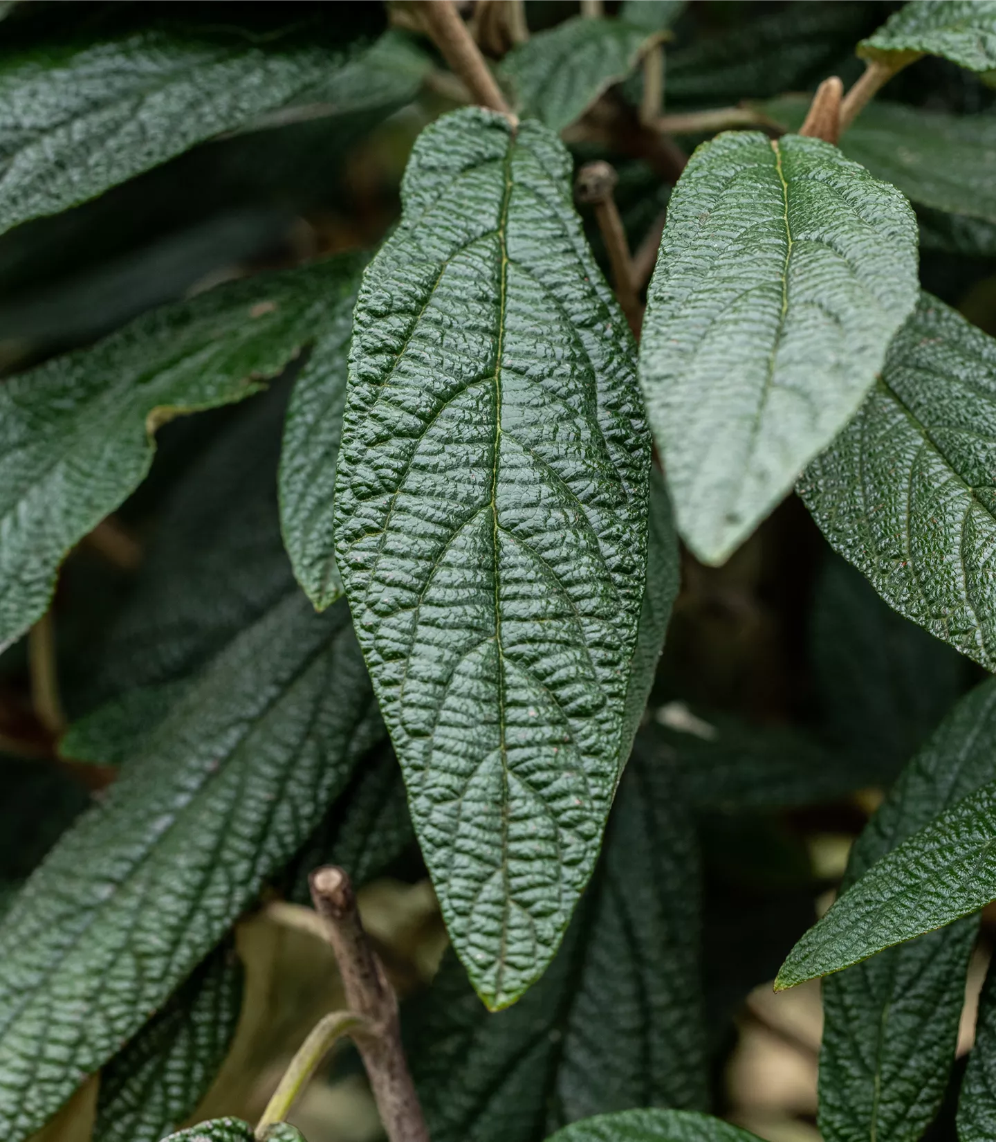 Viburnum 'Pragense'