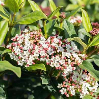 im Container 70 - 80cm - Immergrüner Schneeball - Viburnum tinus