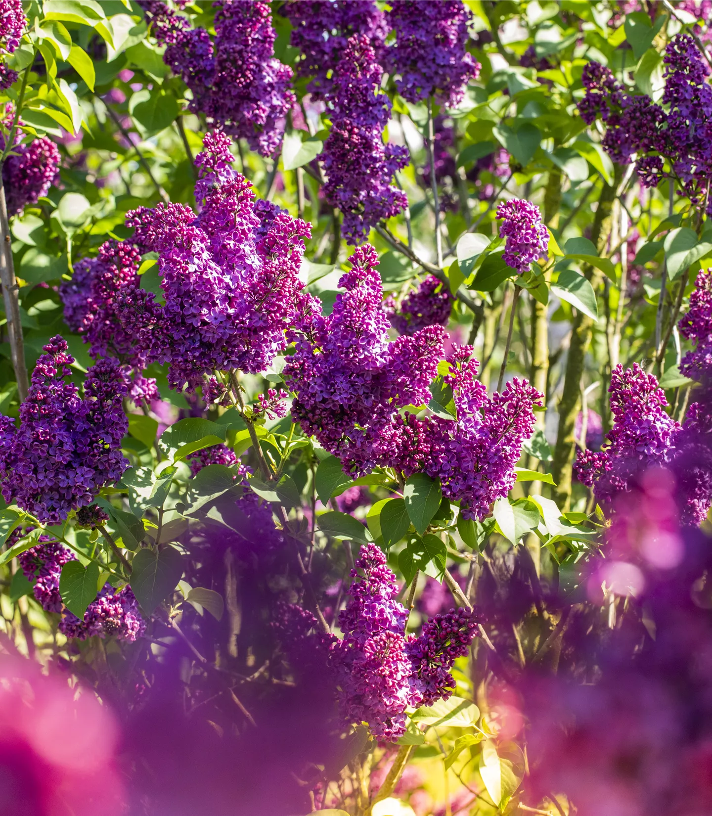 Syringa vulgaris 'Ludwig Spaeth'