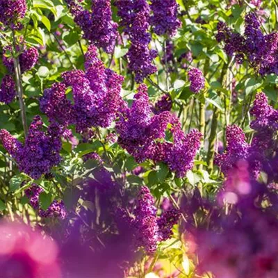 Container 70 - 80 - Gewöhnlicher Flieder - Syringa vulgaris 'Ludwig Spaeth'