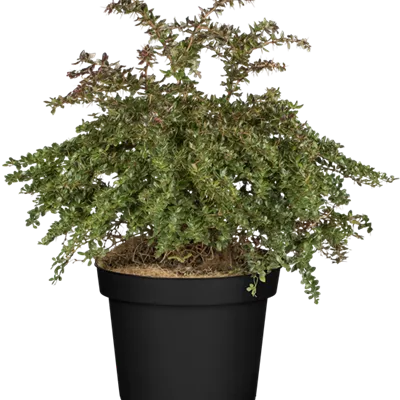 im Container 30 - 40 - Berberitze - Berberis frikartii (x) 'Amstelveen'