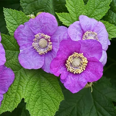 Container 50 - 60 - Zimthimbeere - Rubus odoratus