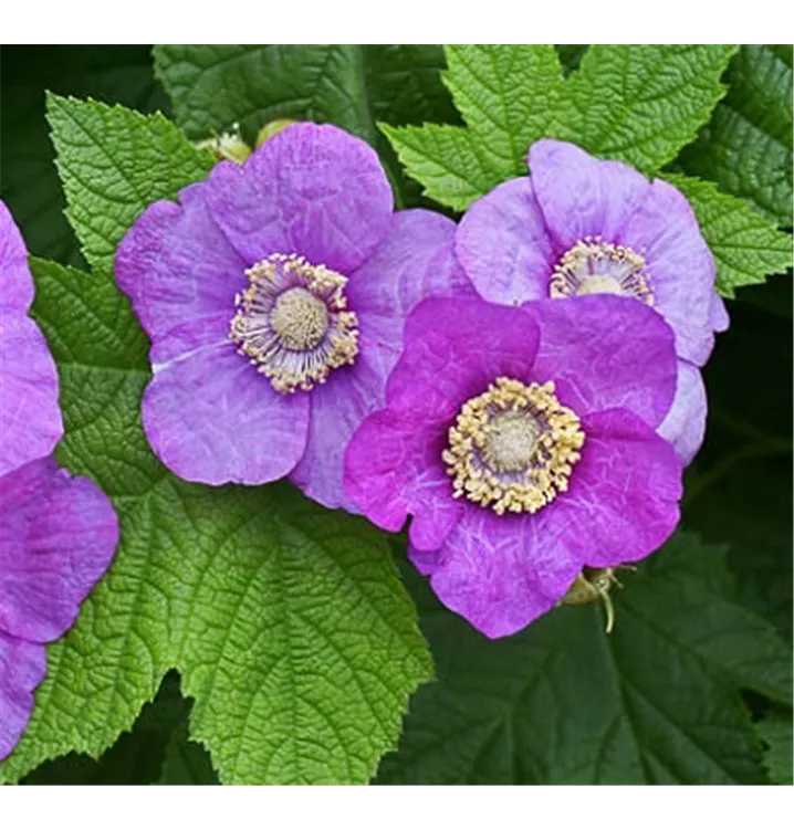 Zimthimbeere - Rubus odoratus