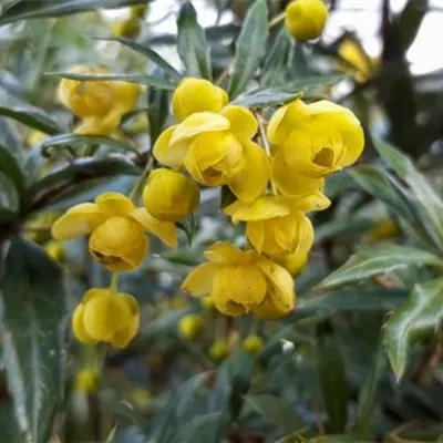 im Container 30 - 40 - Berberitze - Berberis hybrido-gagnepainii (x) 'Chenaultii'