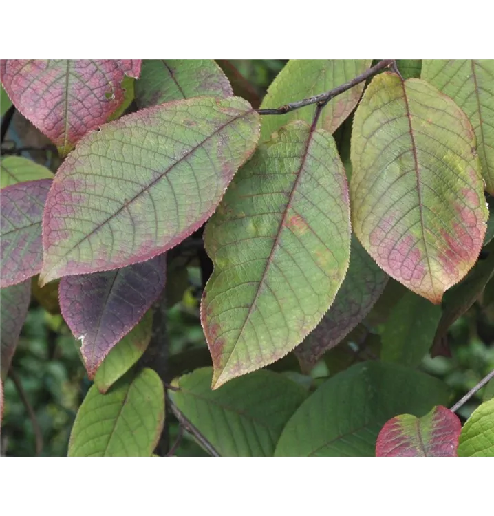 Traubenkirsche - Prunus padus 'Colorata'