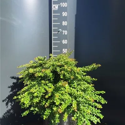 im Container 30 - 40 - Warzenberberitze - Berberis verruculosa