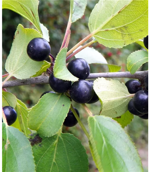 Rhamnus cathartica