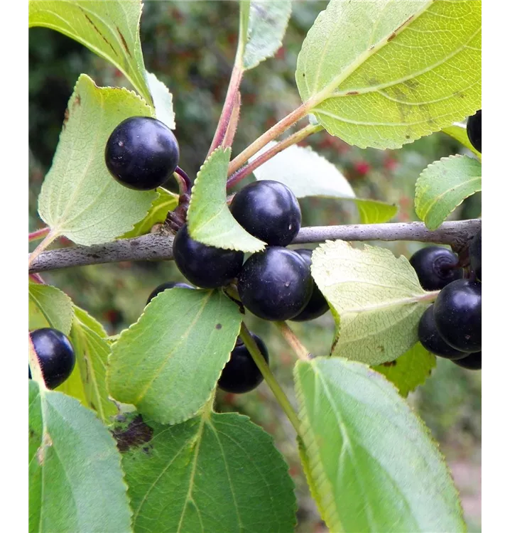 Kreuzdorn - Rhamnus cathartica