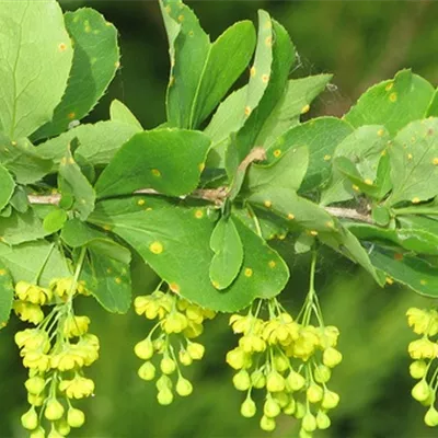 im Container 40 - 50 - Berberitze - Berberis vulgaris