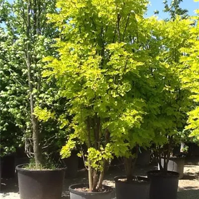 im Container 200 - 225cm - Scheinakazie, Robinie - Robinia pseudoacacia 'Frisia'