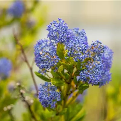 im Container 40 - 50 - Säckelblume - Ceanothus delilianus (x) 'Henri Défossé'