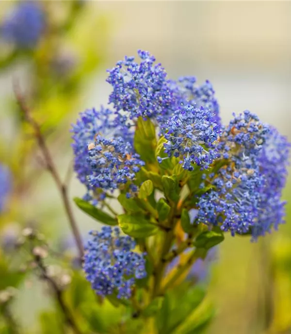 Ceanothus delilianus (x) 'Henri Défossé'