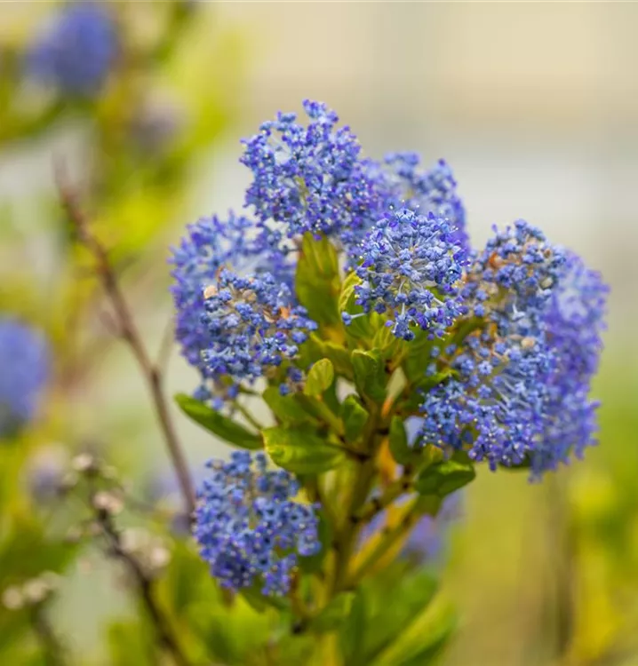 Säckelblume - Ceanothus delilianus (x) 'Henri Défossé'