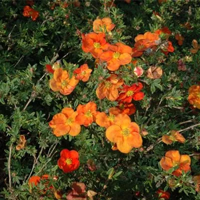 Topfgrösse 4 Liter - Fingerstrauch - Potentilla fruticosa 'Red Robin'