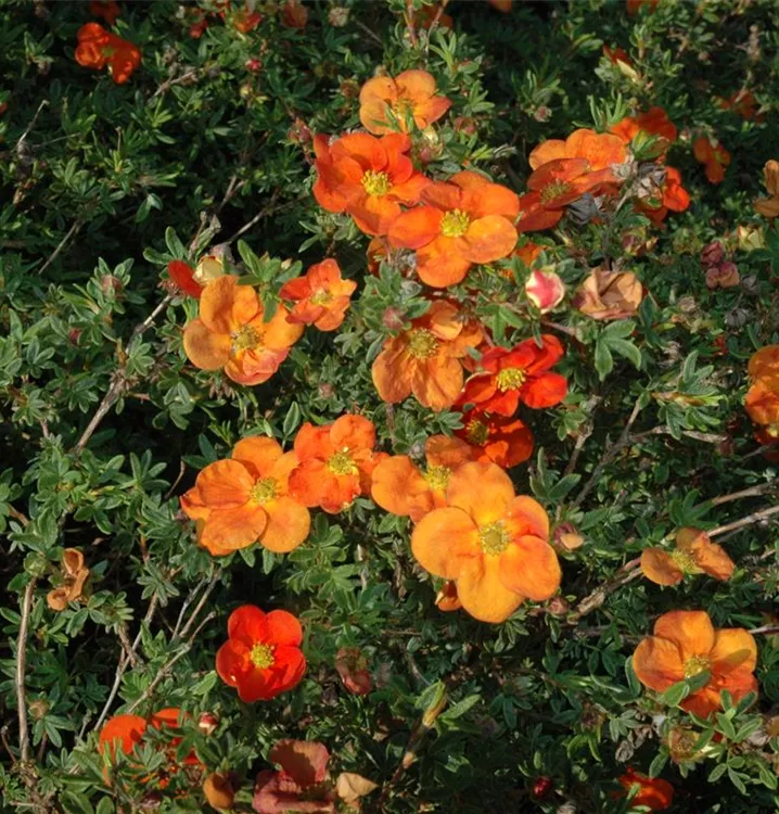 Fingerstrauch - Potentilla fruticosa 'Red Robin'