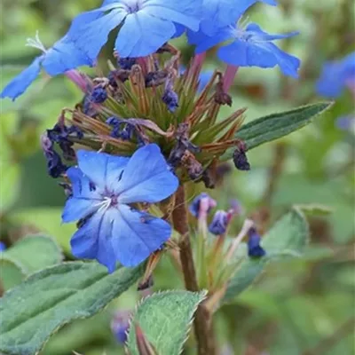 Topfgrösse 4 Liter - Hornnarbe, Bleifuss - Ceratostigma willmottianum