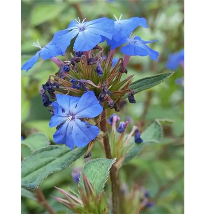 Hornnarbe, Bleifuss - Ceratostigma willmottianum