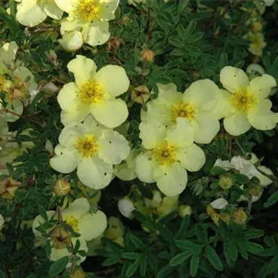 Topfgrösse 4 Liter - Fingerstrauch - Potentilla fruticosa 'Primrose Beauty'