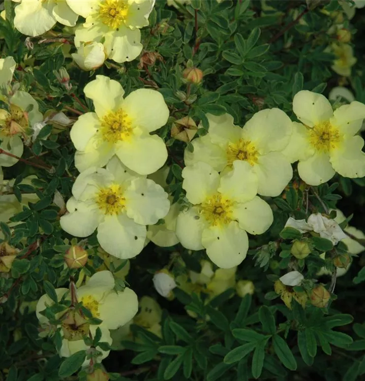 Fingerstrauch - Potentilla fruticosa 'Primrose Beauty'