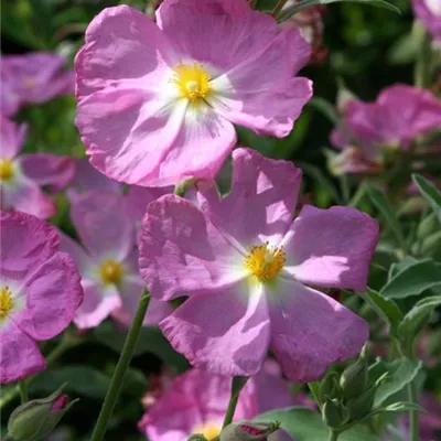 Container 50 - 60 - Zistrose - Cistus 'Peggy Sammons'