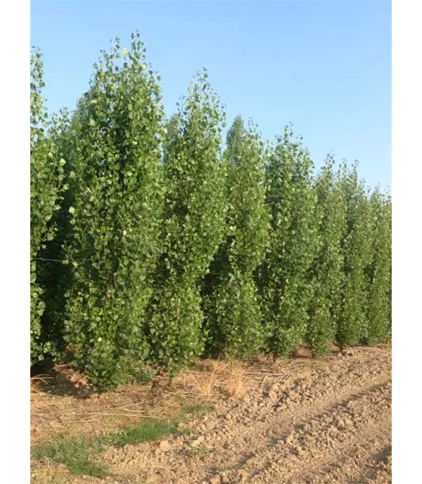 Populus nigra 'Italica'