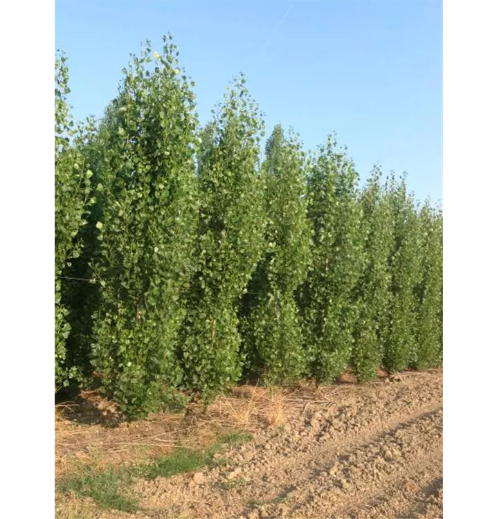 Italienische Säulenpappel - Populus nigra 'Italica'