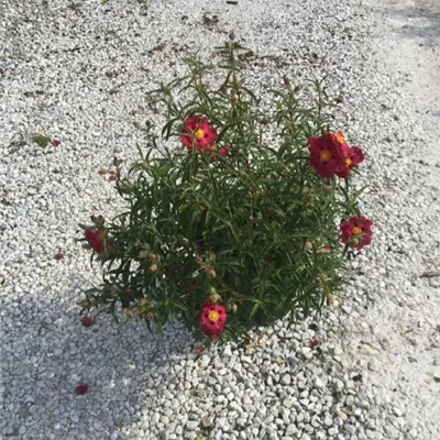 im Container 40 - 50 - Zistrose - Cistus purpureus (x)