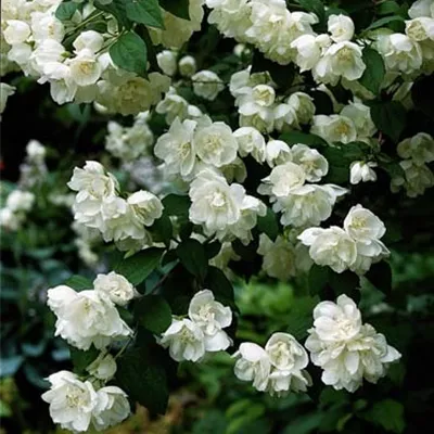 Container 70 - 80 - Pfeifenstrauch - Philadelphus (Virginalis-Gruppe) 'Virginal'