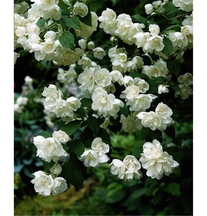 Pfeifenstrauch - Philadelphus (Virginalis-Gruppe) 'Virginal'