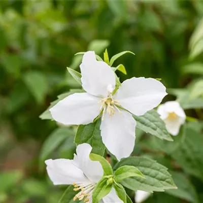 Container 60 - 70 - Pfeifenstrauch - Philadelphus (Lemoinei-Gruppe) 'Silberregen'