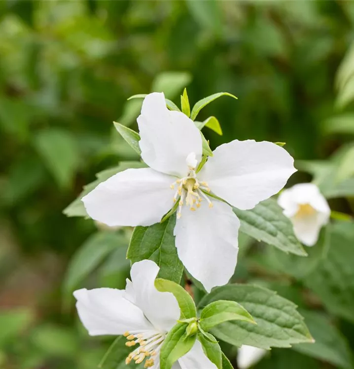 Pfeifenstrauch - Philadelphus (Lemoinei-Gruppe) 'Silberregen'