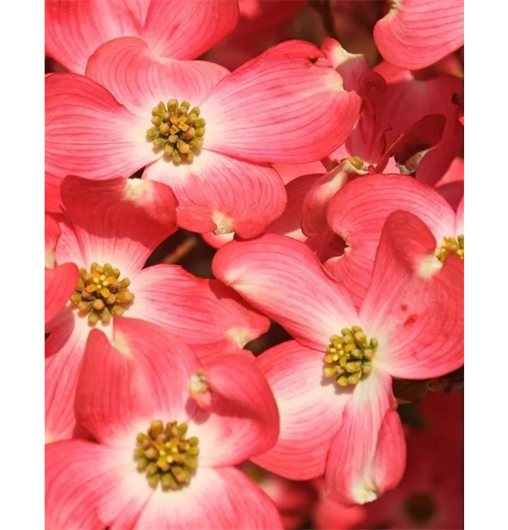 Blumenhartriegel - Cornus florida 'Cherokee Chief'