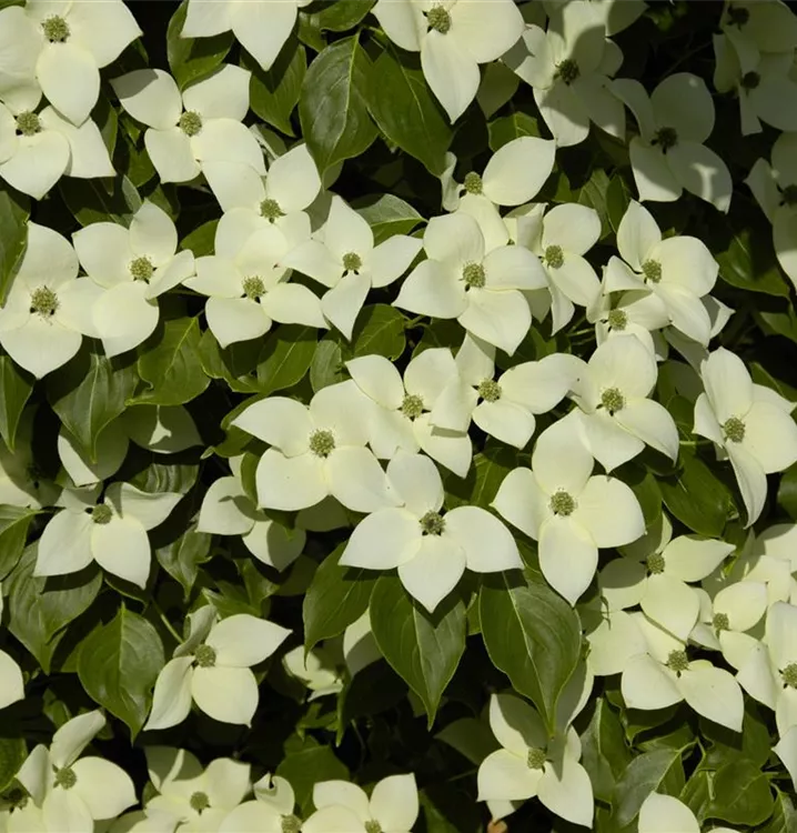 Kousa-Hartriegel - Cornus kousa 'Norman Hadden'