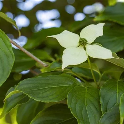 im Container Höhe 80 - 100cm - Kousa-Hartriegel - Cornus kousa 'Weaver's Weeping'