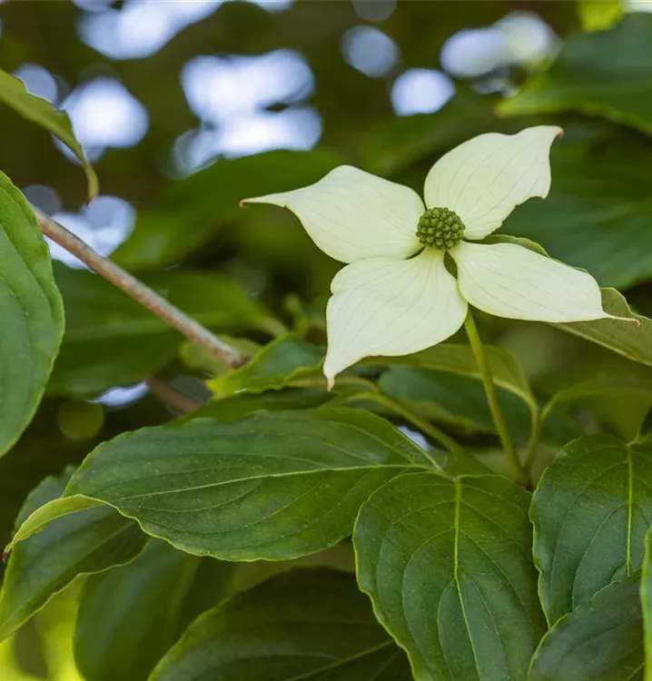 Cornouiller Kousa