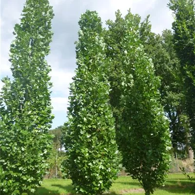 im Container 175 - 200 - Tulpenbaum - Liriodendron tulipifera 'Fastigiatum'