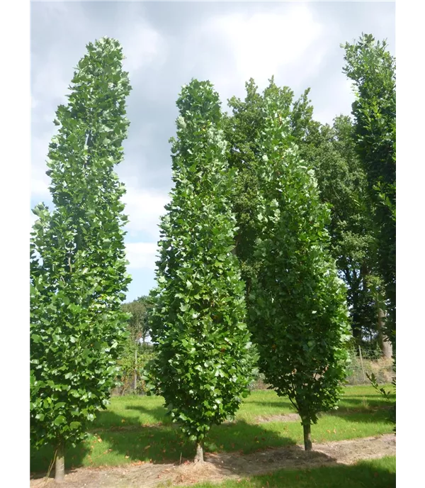 Liriodendron tulipifera 'Fastigiatum'