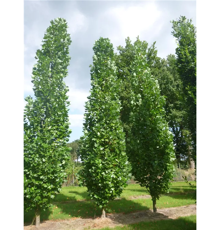 Tulpenbaum - Liriodendron tulipifera 'Fastigiatum'