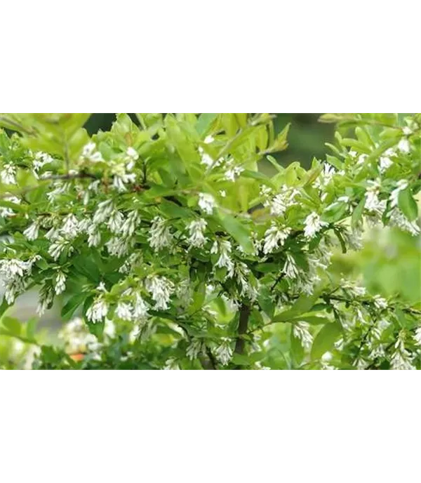 Ligustrum obtusifolium var. regelianum