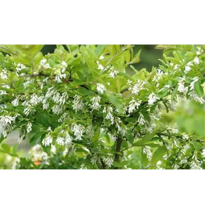 Liguster - Ligustrum obtusifolium var. regelianum