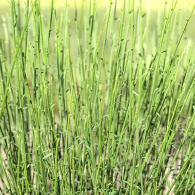 im Container 40 - 50 - Geissklee - Cytisus 'Hollandia'