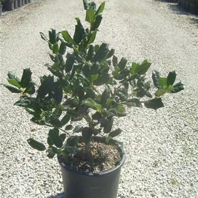 Container 70 - 80 - Stechpalme - Ilex 'Nellie Stevens'