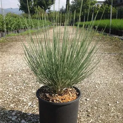 im Container 40 - 50 - Elfenbeinginster - Cytisus praecox (x)