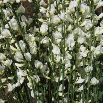 im Container 40 - 50 - Elfenbeinginster - Cytisus praecox (x) 'Albus'